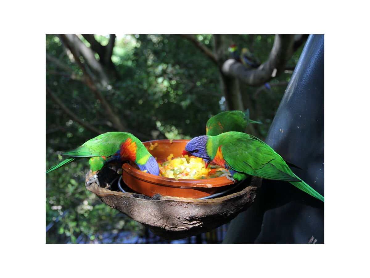 Loro- Parque - Teneriffa - das Ausflugsziel