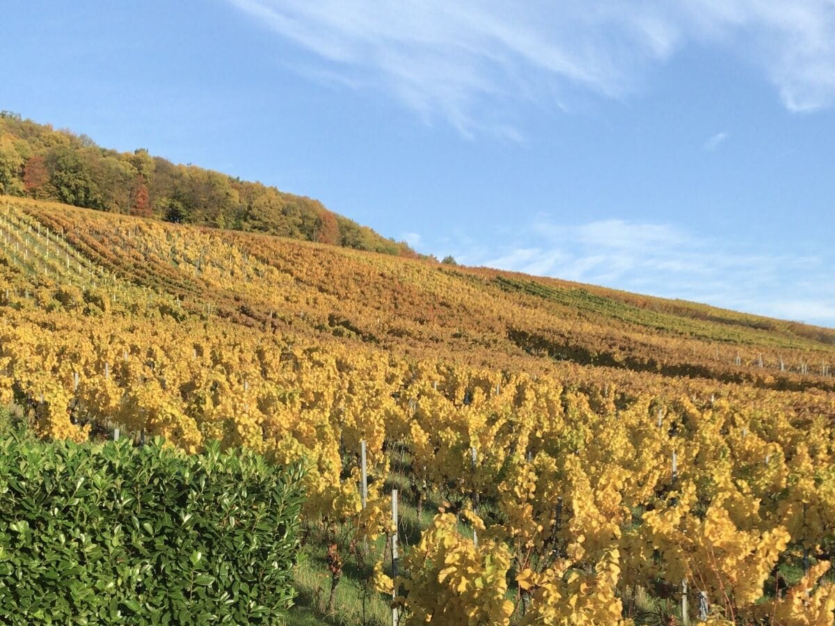 Blick in die Weinberge