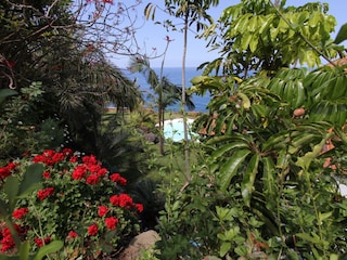 Blick durch den Garten auf den Pool