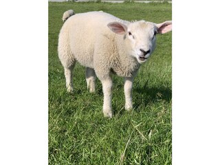 Schaaf auf dem Deich