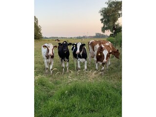 Kühe auf der Wiese angrenzend an den Garten