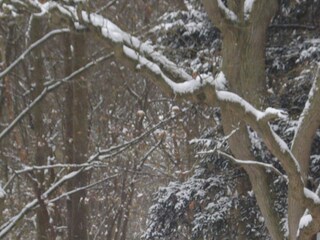 Appartamento per vacanze Domburg Ambiente 10