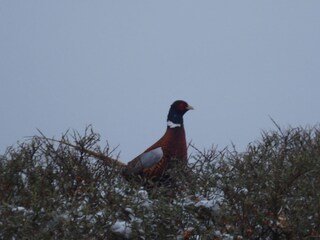 Appartamento per vacanze Domburg Ambiente 12