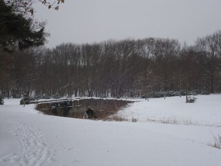 Schnee und Ruhe im Wald