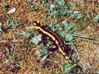 Feuersalamander