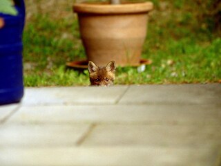 Fuchs