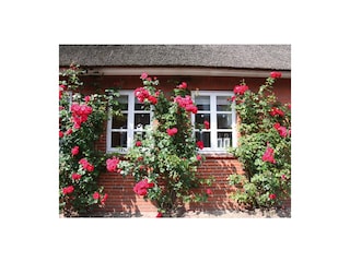 Die schöne Rosenfront