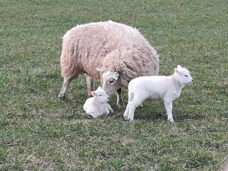 Appartamento per vacanze Hedwigenkoog Ambiente 18