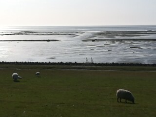 Appartamento per vacanze Hedwigenkoog Ambiente 24