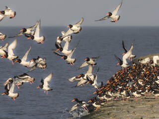 Austerfischer (Halligstorch)