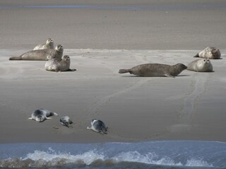 Sandbank vor der Hallig Langeneß