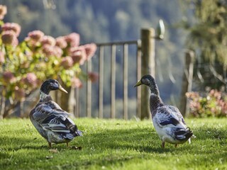 Appartamento per vacanze Abtenau Registrazione all'aperto 3