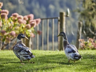 Holiday apartment Abtenau Outdoor Recording 3