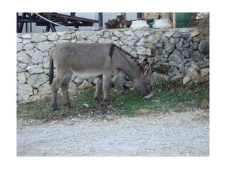 Appartamento per vacanze Ravni Ambiente 32
