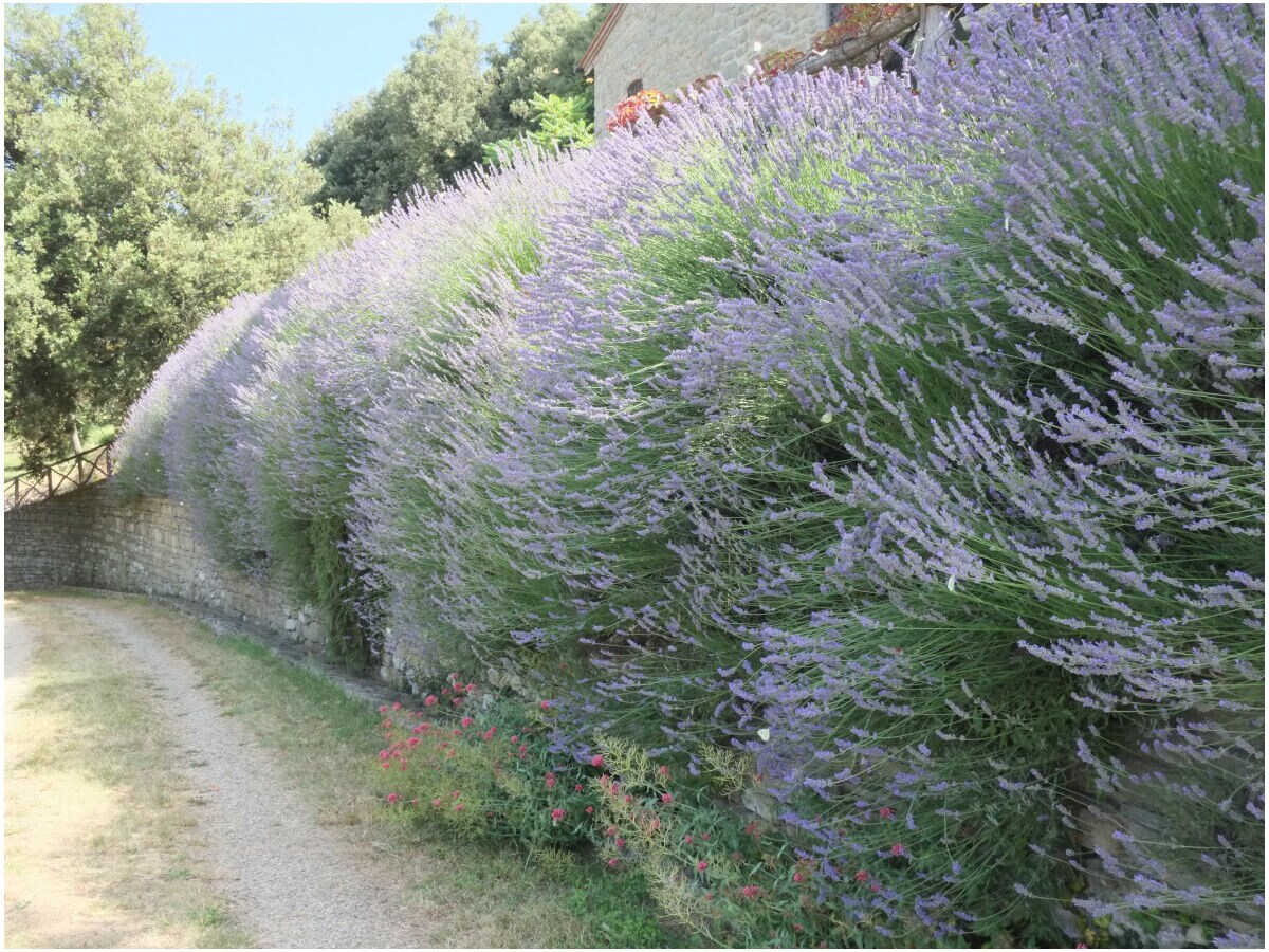 Lavendel