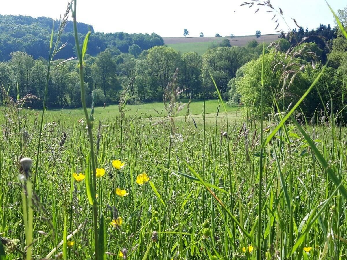 Wiesenlandschaft