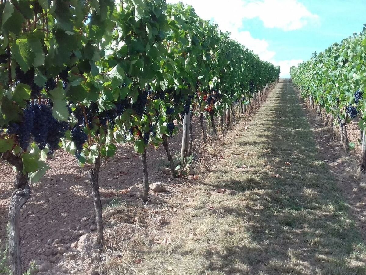 Weinberg mit reifen Trauben