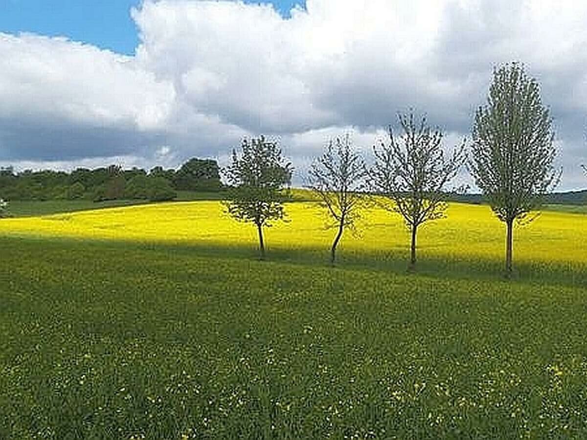 Rapsfeld mit Bäumen