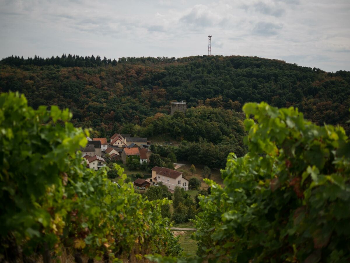 Blick auf die Burg von den Weinbergen