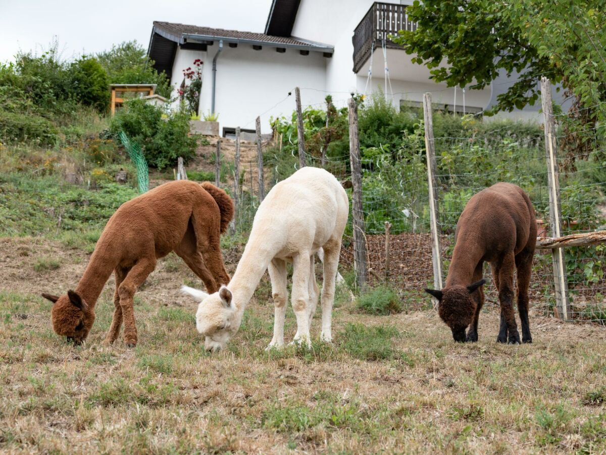 20200717_FeWo Schneppenbach 82