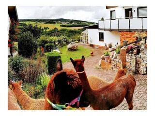 Collage Ferienwohnung und Umgebung