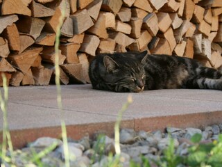 Ruhezone - die ruhige Lage überzeugt