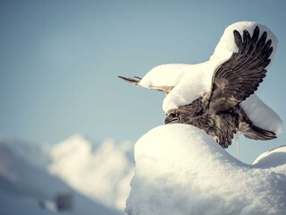 Den Tiroler Bergwinter im Hotel Riedl erleben