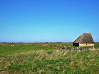 Vakantieappartement Oudeschild Omgeving 28