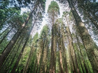 Der Mammutbaum-Wald bei Straßenhaus
