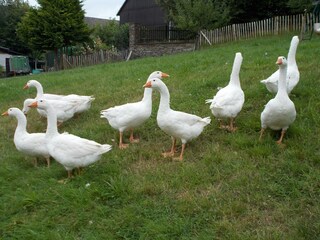 Jedes Jahr - Gänseschar
