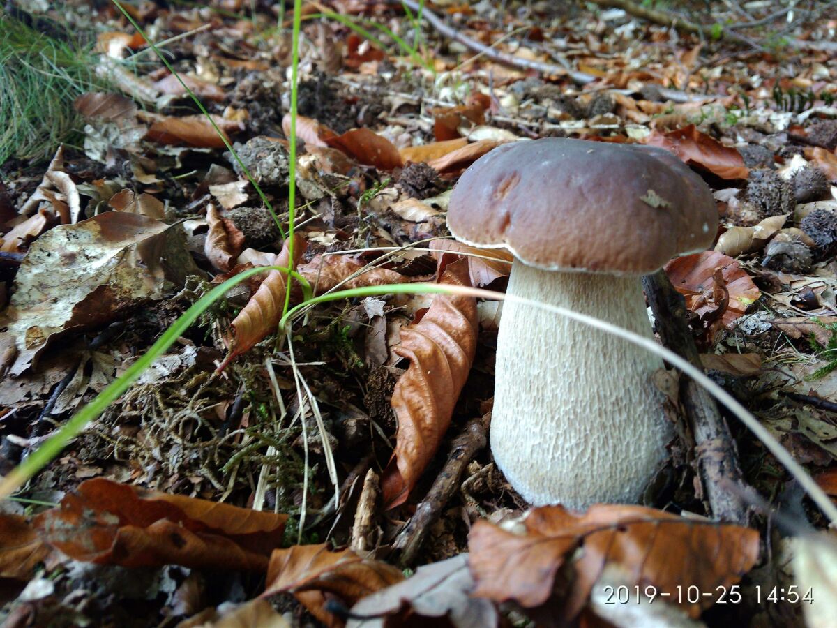 Herbstwanderung am Buchenberg