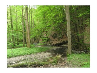 Saynsteig im Brexbachtal