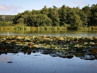 Weiher Lautzenbrücken 1