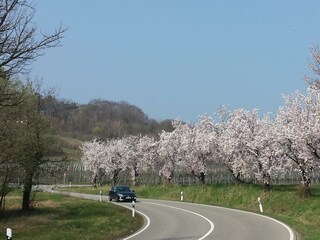 Mandelblüten, Bild 1