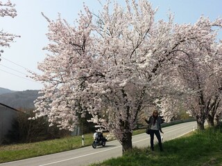 Mandelblüten, Bild 2