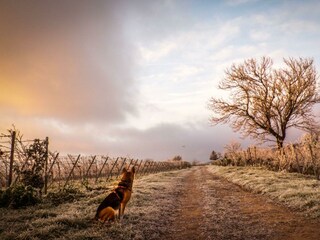 Appartement Neustadt an der Weinstraße Enregistrement extérieur 3