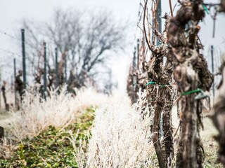 Appartamento Neustadt an der Weinstraße Registrazione all'aperto 25