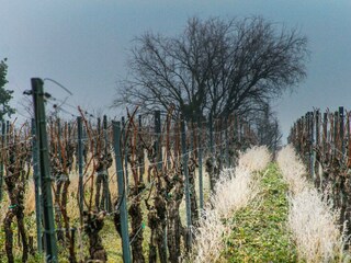 Appartamento Neustadt an der Weinstraße Registrazione all'aperto 26