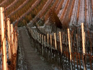 Winter im Wingert