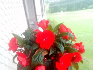 Holiday apartment Breitnau Outdoor Recording 14