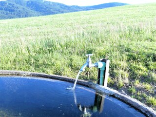 Holiday apartment Breitnau Environment 22