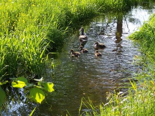 Appartamento Fischbach Registrazione all'aperto 7