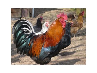 Appartamento Krähenberg Caratteristiche 22