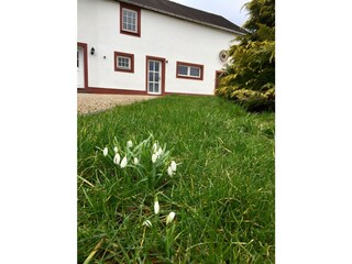 Frühlingsboten Anfang März