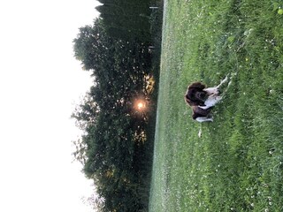 Eingezäunte große Wiese