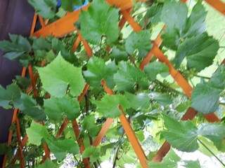 Wein in der Eifel