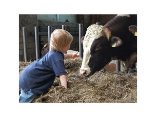 Erstkontakt mit dem Hof-Bullen