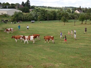 Kühe in den Stall treiben - alle helfen mit.