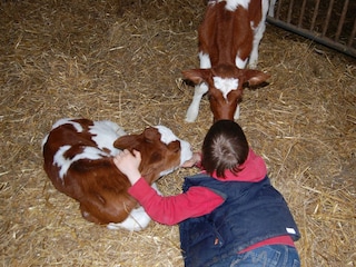 ...mit Kälbchen kuscheln