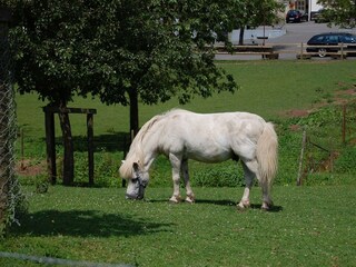 Pony reiten auf "Susi" & "Stella"